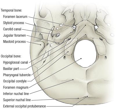 thumbs/Temporal and Occipital Bones.jpeg.jpg